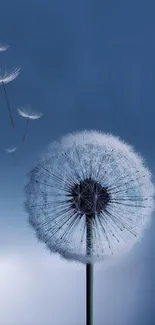 Serene dandelion seedhead with blue sky backdrop.