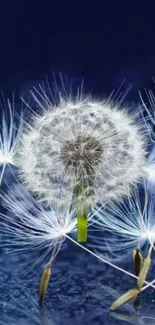 Serene dandelion with a blue background