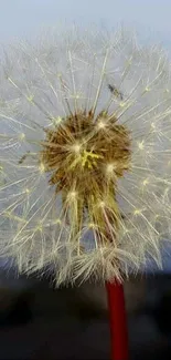 Close-up of a dandelion with blurred natural background in a mobile wallpaper.