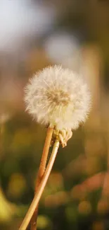 Close-up of a fluffy dandelion with a warm, earthy background.