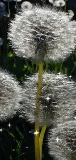 Dandelion wallpaper with soft sunlight against a dark green background.