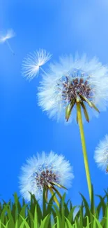 Dandelions in a field with a blue sky background, perfect for mobile wallpaper.