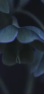 Moody dark flower with soft green petals in low light.