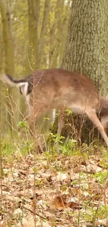 Serene deer browsing in a lush forest setting.