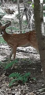 A deer peacefully standing in a lush green forest setting.