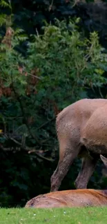 Two deer resting in a lush green forest landscape.