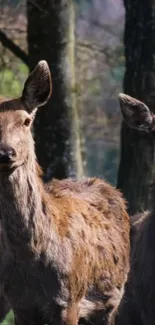 Deer standing in a tranquil forest scene.