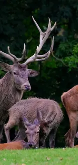 Deer family resting in a lush forest with vibrant green background.