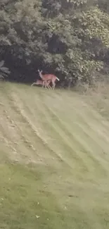 Deer standing in a lush green meadow with dense surrounding trees.