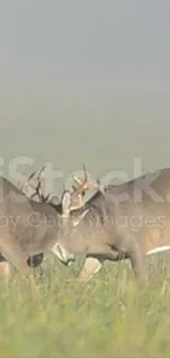 Two deer standing in a misty, green field.