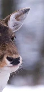 Close-up of a deer in a snowy winter forest.