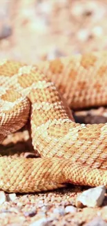 Desert snake coiled on sandy ground with textured scales.