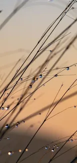 Close-up of grass with dewdrops in warm light.