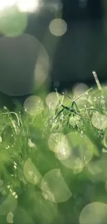 Dewdrops on lush green grass in morning light.