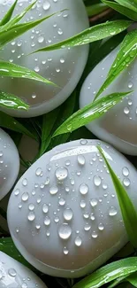 Dew-covered stones atop green leaves wallpaper.