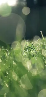 Close-up of dewy grass with sparkling bokeh effect in green hues.