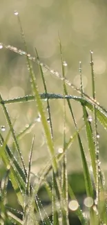 Close-up of dewy green grass blades with shimmering droplets.