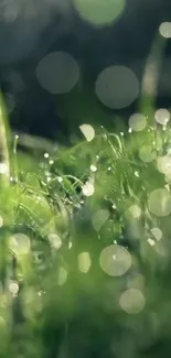 Serene wallpaper of dewy grass in morning light with bokeh effects.