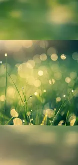 Close-up of dewy grass with a soft bokeh background.