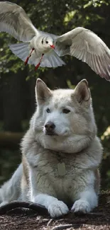 Dog resting in a forest with bird hovering above.