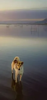 Dog standing in a calm lake at sunset with serene water reflections.