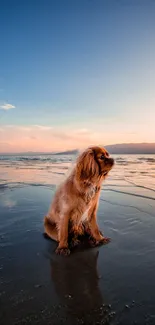 Tranquil beach sunset with a dog by the ocean on a serene evening.