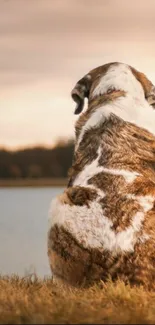 Fluffy dog sits by a tranquil lake at sunset.