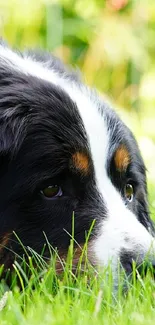 Serene dog resting peacefully in a lush grass field with a natural backdrop.