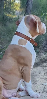 Calm dog sitting in a serene forest landscape.