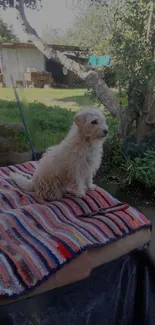 Fluffy dog sitting on a colorful blanket in a garden.