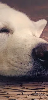 Dog peacefully sleeping on cracked earth with a dramatic sky.