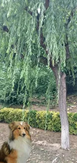 A fluffy dog sits peacefully under a verdant willow tree in the garden.