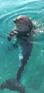 Playful dolphin in calm blue water at the ocean.