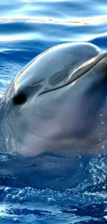 Dolphin emerging from the ocean, surrounded by gentle blue waves.