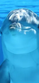 Close-up of a dolphin swimming underwater in a blue ocean backdrop.