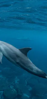 Dolphin swimming gracefully underwater showcasing ocean serenity.