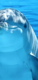 Dolphin swimming peacefully underwater with blue ocean background.