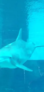 Serene dolphin swimming in aqua waters, captured underwater.