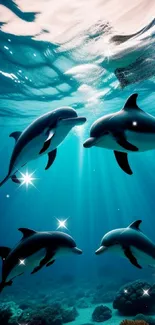 Four dolphins swimming underwater with coral reefs in the background.