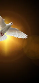 White dove illuminated by glowing golden light against a dark background.