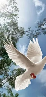 Dove soaring in a clear blue sky with leafy branches below.