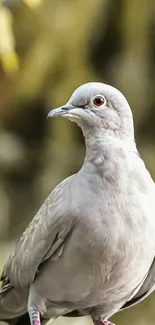 Serene dove perched gracefully on a branch.