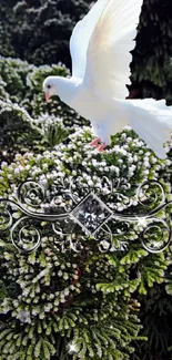 White dove perched on evergreen branch with intricate ornament.