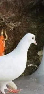 White doves by a large rock formation in a serene setting.