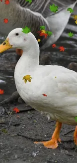 White duck with orange feet in a natural setting.