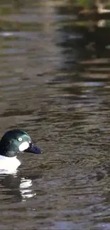 Duck swimming peacefully in a pond