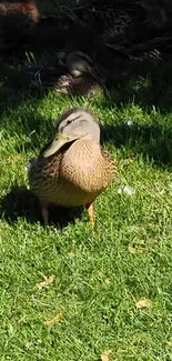 A serene duck on vibrant green grass.