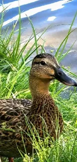 Mallard ducks by a tranquil pond with green grass and blue water reflections.