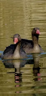 Two ducks on water with tranquil reflections.