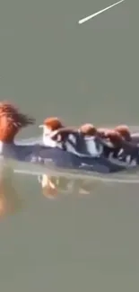 Mother duck with ducklings swimming on calm waters.